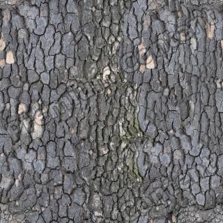 seamless tree bark wood 0005